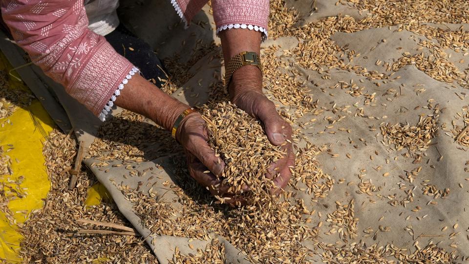 India Wheat, Rice Production To Rise To Record High, Government Says ...
