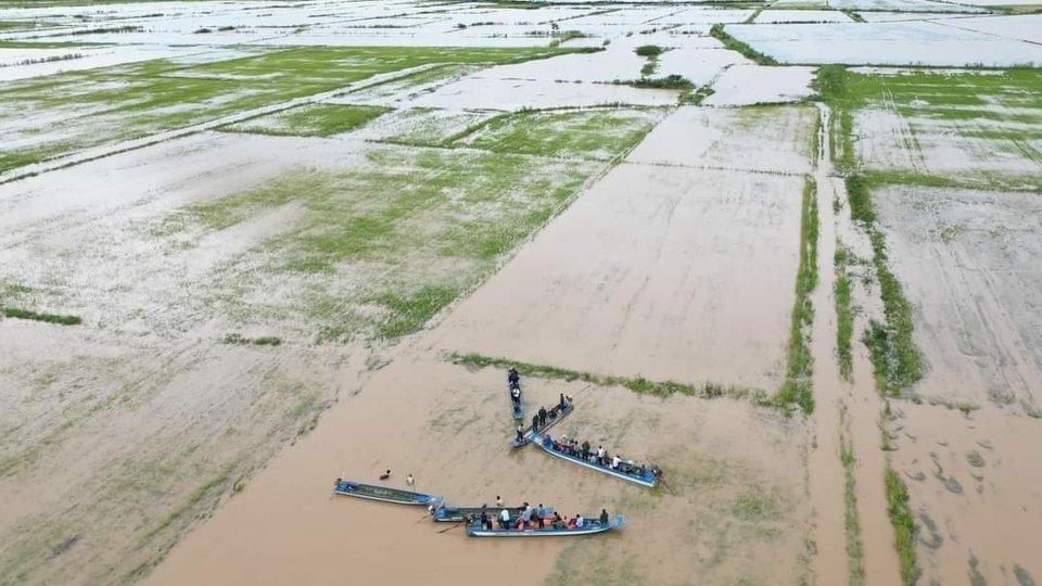 Unfloded Rice Fields 1,116 Hectares of Rice Fields in Seven Provinces Destroyed by Flooding ...