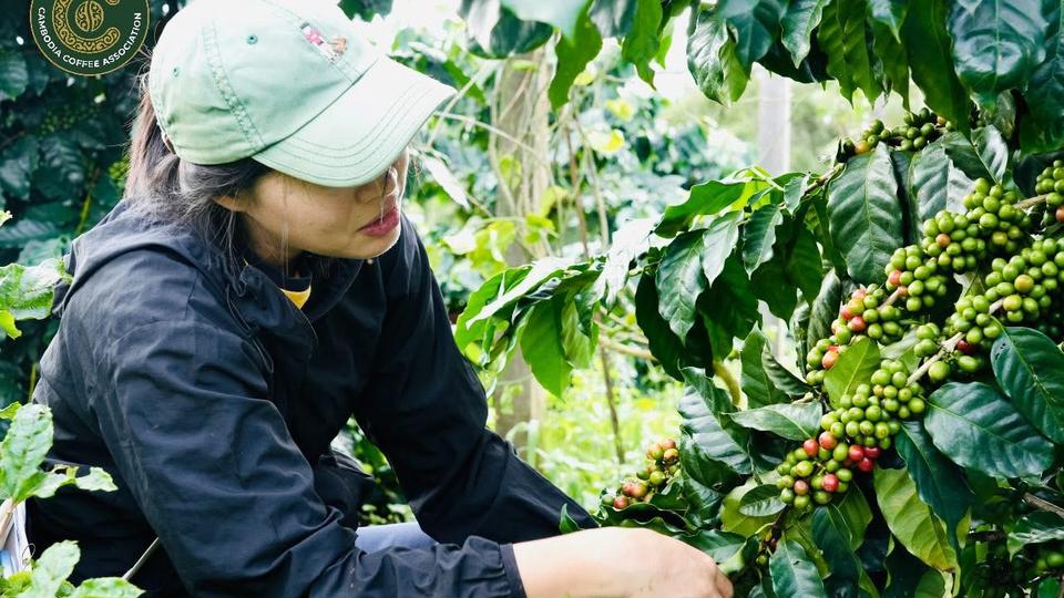 Cambodian Coffee Production Falls Short of Growing Demand | Kiripost
