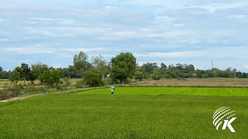 A rice field in Takeo province. Kiripost/Mon Sokeo