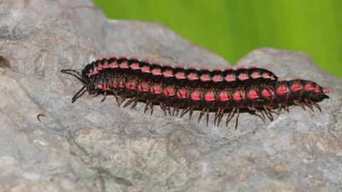 Orthomorpha efefai, a newly discovered millipede species, was found in a karst area in Battambang​ province. Kiripost/Supplied